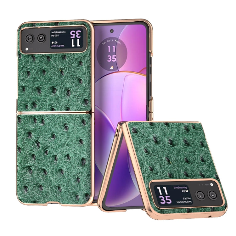 For Motorola Razr 40 Nano Plating Genuine Leather Ostrich Texture Phone Case(Green) - Motorola Cases by PMC Jewellery | Online Shopping South Africa | PMC Jewellery | Buy Now Pay Later Mobicred