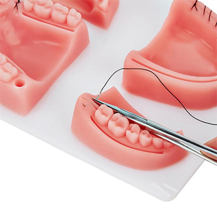 Gums Multiple Wounds Silicone Suture Practice Mold Four Teeth Oral Surgery Training Module For Medical Students - free shipping - PMC TechLife - Order now!